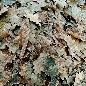 Full frame shot of dry autumn leaf