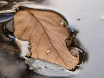 Close-up of wet dry leaves during autumn