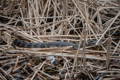 Alligator in marsh