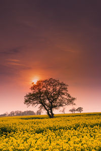 Scenic view of flower field against sky during sunset