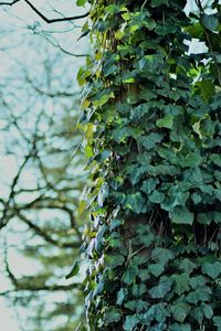 Low angle view of ivy growing on tree