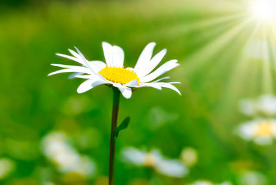 Close-up of white flowering plant