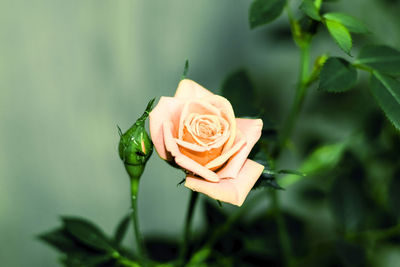 Close-up of rose roses