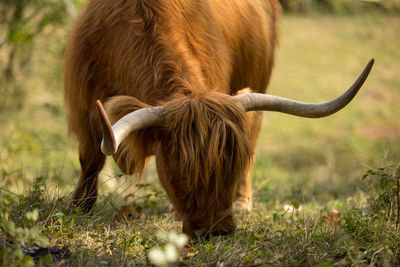 Horse in a field