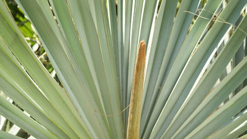 Full frame shot of palm leaf