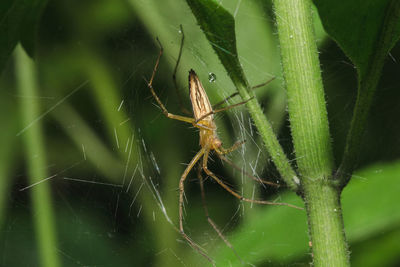 Close-up of spider on web