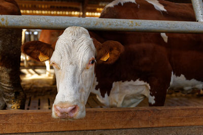 Portrait of diary cow in pen