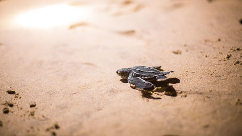 Close-up of turtle on sand