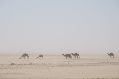 Herd group of wild camels in the sahara desert during sandstorm
