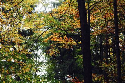 Low angle view of trees in forest during autumn