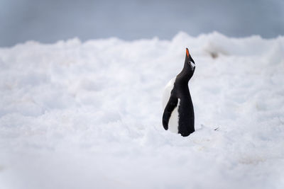 Gentoo penguin stands in snow lifting beak