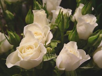 Close-up of rose blooming outdoors
