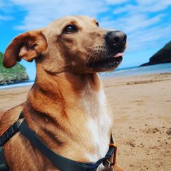 Close-up of dog looking away