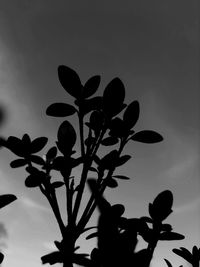 Low angle view of silhouette flowering plant against sky