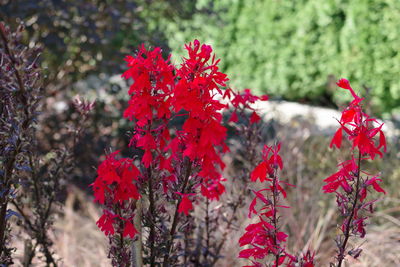 Close-up of red flowering plants on field