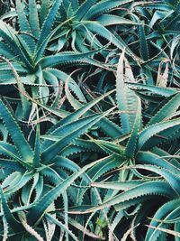 Full frame shot of succulent plant on field