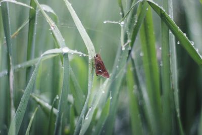 Close-up of insect on wet grass