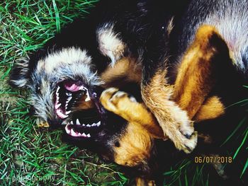 Close-up of dog lying down on field