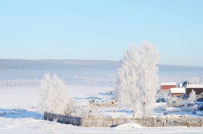 Trees on field against clear sky during winter