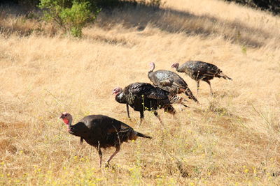 View of birds on field