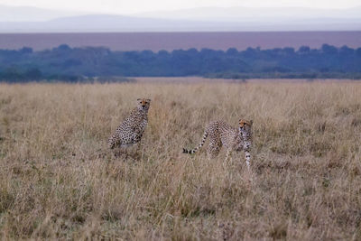 Cheetah on field