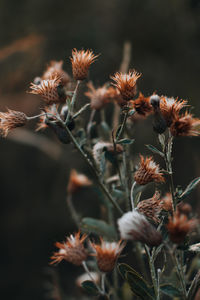 Close-up of wilted plant on field