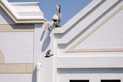 Low angle view of bird perching on steps