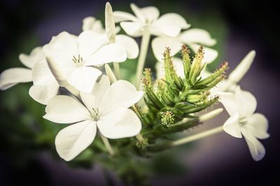 Close-up of white flowers