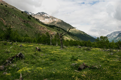 Scenic view of field against sky