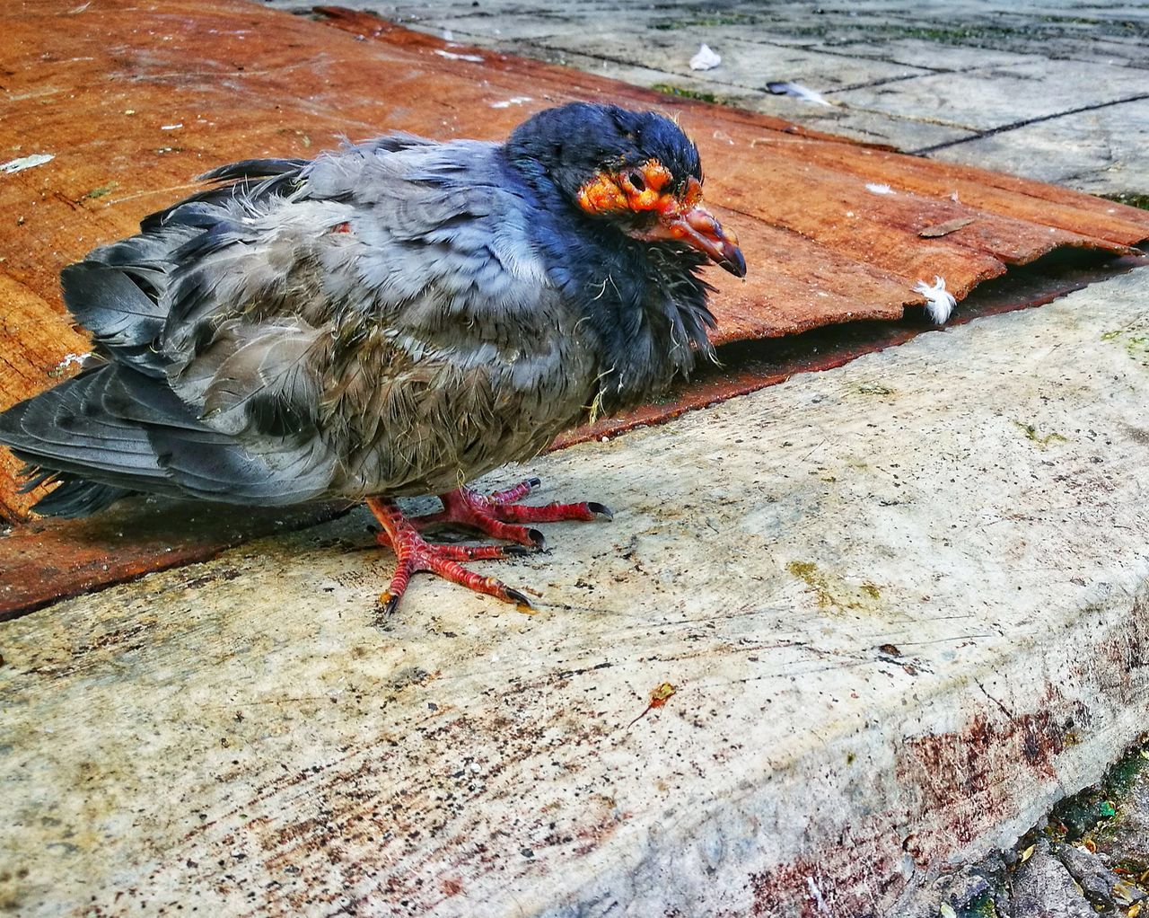 Pigeons on the road