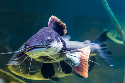 Fish swimming in sea