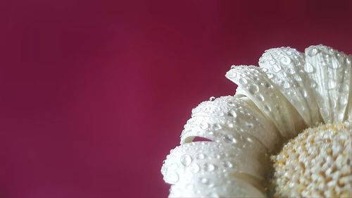 Close-up of flower over colored background