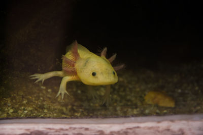 Close-up of lizard