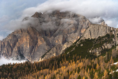 Panoramic view of pine trees against sky