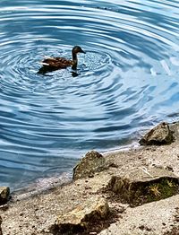 Close-up of ducks swimming on lake