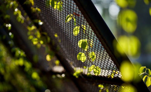 Green leaves ivy on the wire mesh