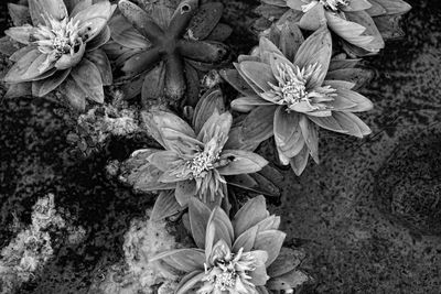 Close-up of flowers blooming outdoors