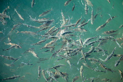 High angle view of fishes swimming in sea