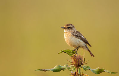 Close-up of bird perching on flower