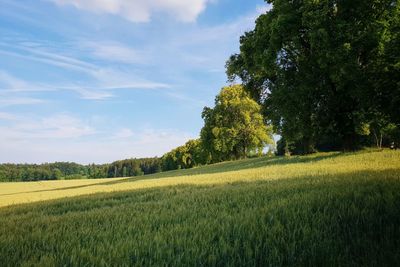 Scenic view of agricultural field against sky