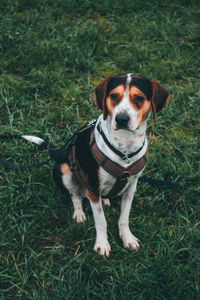 Portrait of dog on field