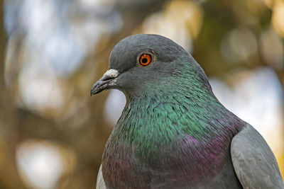 Close-up of pigeon