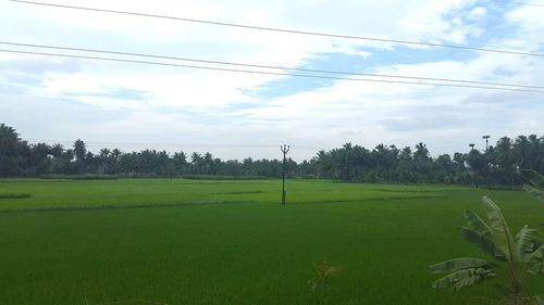 Scenic view of grassy field against sky