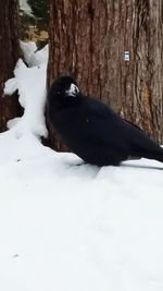 Black dog in snow