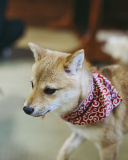 Close-up of dog looking away