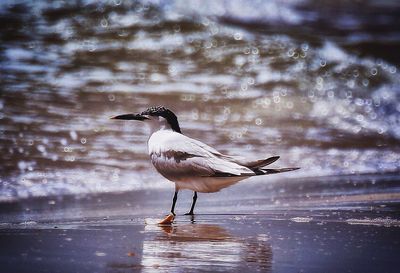 Close-up of bird perching on lake