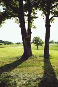 Trees in park