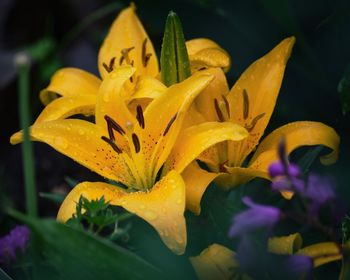 Close-up of wet yellow flower