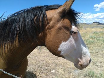 Close-up of horse on field against sky