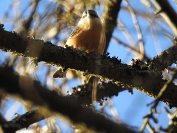 Low angle view of bird perching on tree against sky